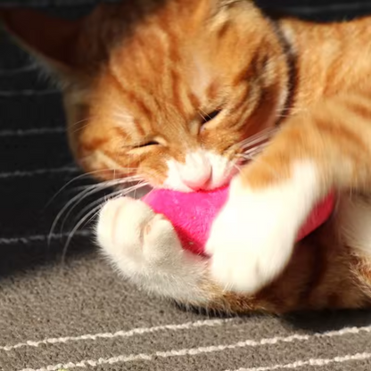 Katzenminze Katzenspielzeug Plüsch Kauball Zahnreinigung Interaktives Kätzchen Bissspielzeug