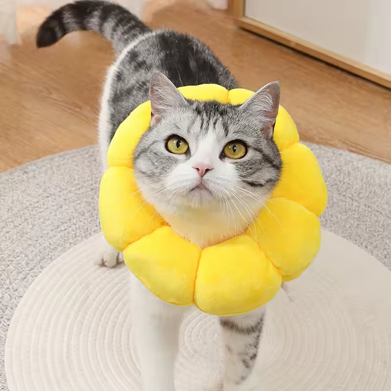 Sunflower Recovery Pet Collar