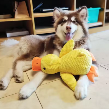 Plüsch-Hundespielzeug Ente